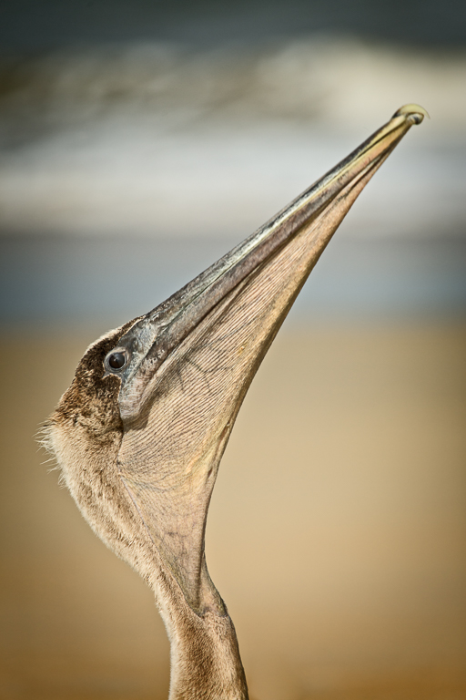 Birds & Bugs